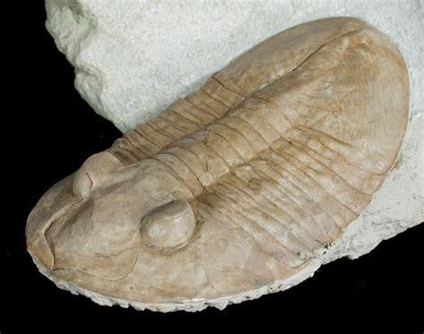 fossils for sale online.